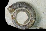 Two Devonian Ammonites (Anetoceras) Fossils - Tazarine, Morocco #146920-1